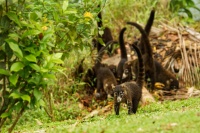 Nosal belohuby - Nasua narica - White-nosed Coati 0893